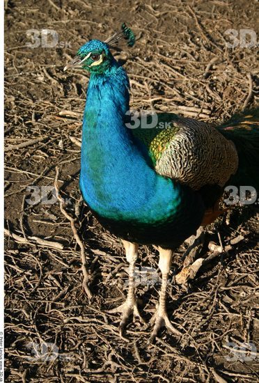 Whole Body Peacock