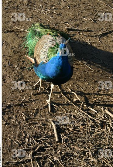 Whole Body Peacock