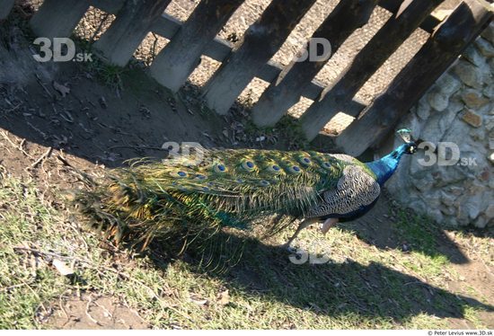 Whole Body Peacock