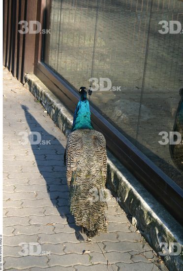 Whole Body Peacock