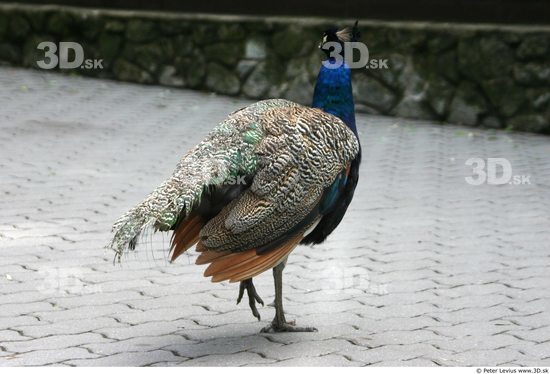 Whole Body Peacock