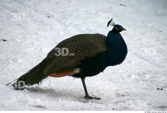 Whole Body Peacock