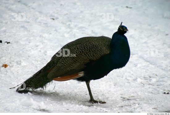 Whole Body Peacock