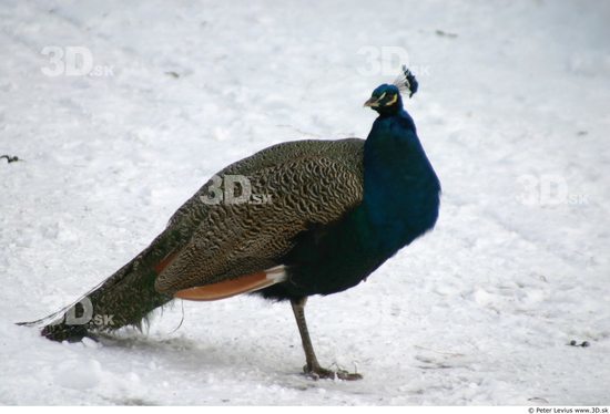 Whole Body Peacock