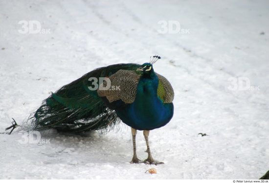 Whole Body Peacock