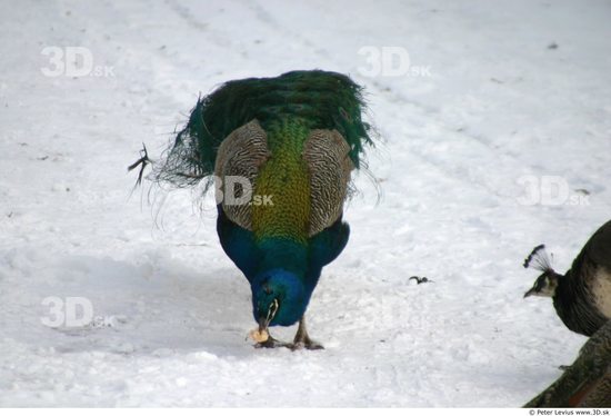 Whole Body Peacock