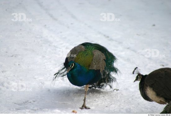 Whole Body Peacock