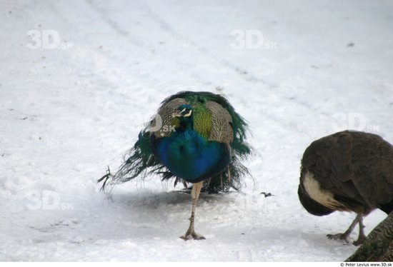 Whole Body Peacock