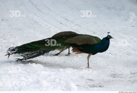 Whole Body Peacock