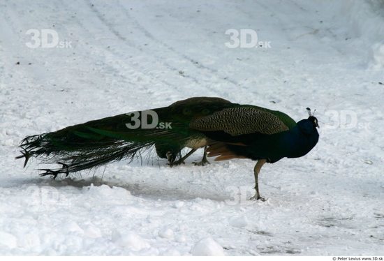 Whole Body Peacock