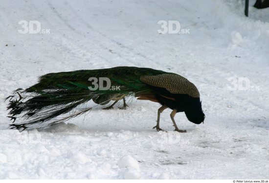 Whole Body Peacock