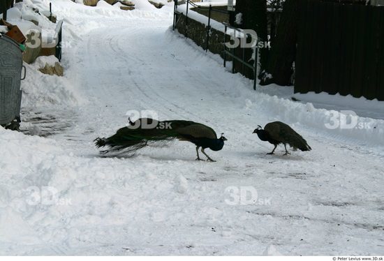 Whole Body Peacock