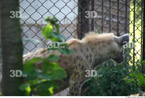 Upper Body Animation references Hyena