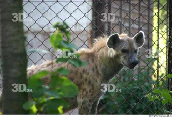 Upper Body Animation references Hyena