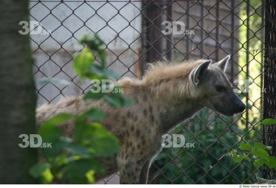 Upper Body Animation references Hyena