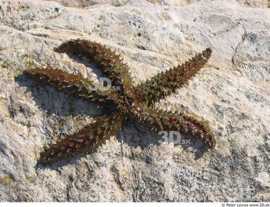 Starfish