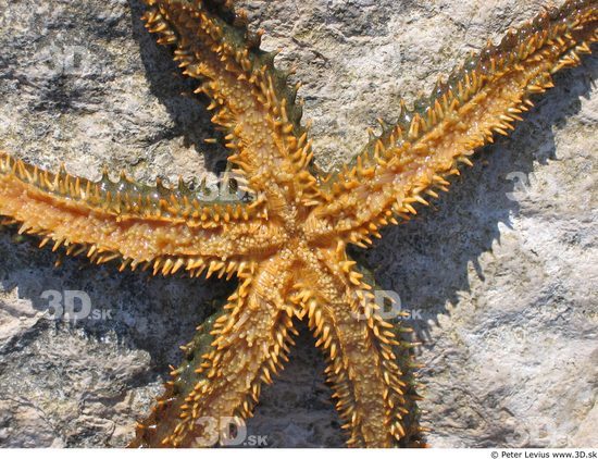 Starfish