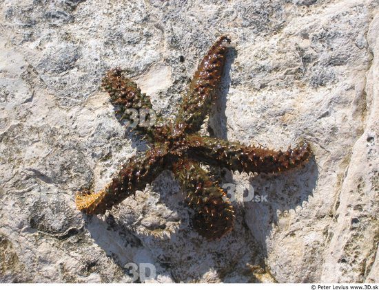 Starfish