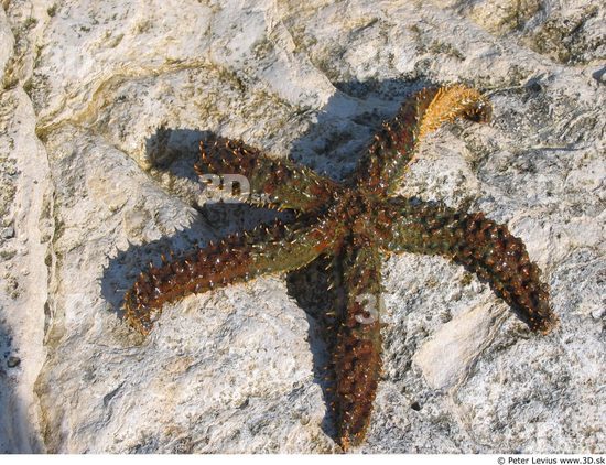 Starfish