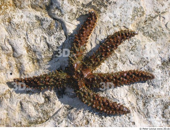 Starfish