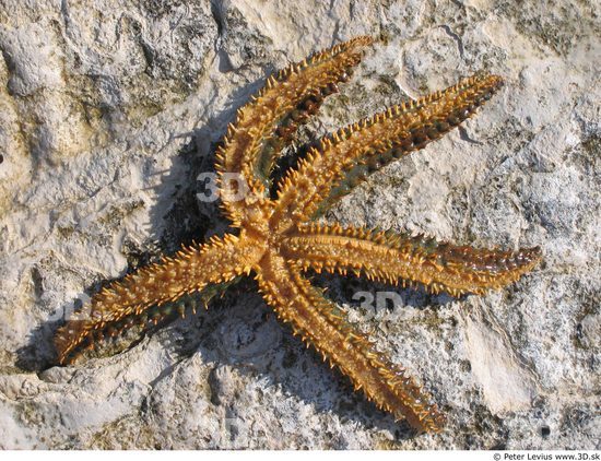 Starfish