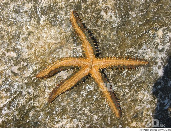 Starfish