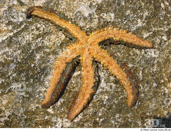 Starfish