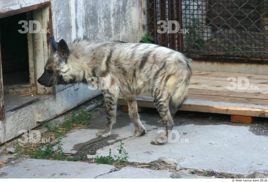 Whole Body Hyena