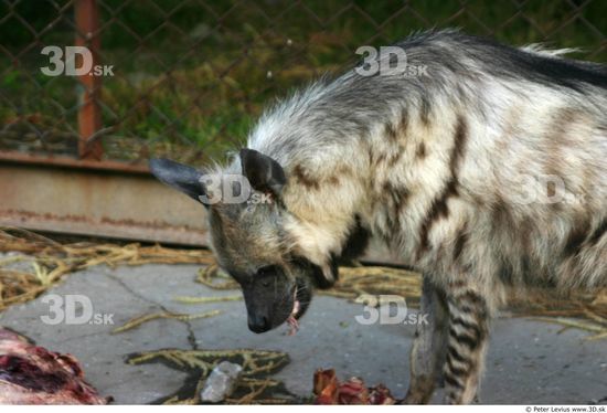 Head Hyena