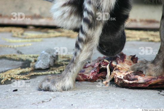 Calf Hyena