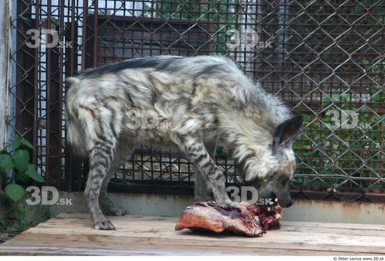 Whole Body Hyena