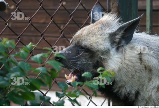 Head Hyena