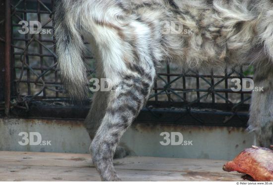 Leg Hyena