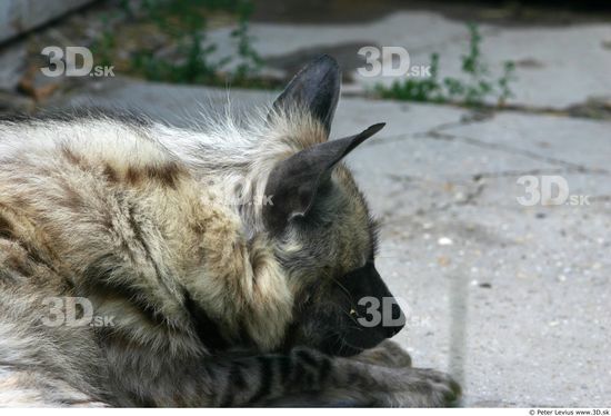 Neck Hyena