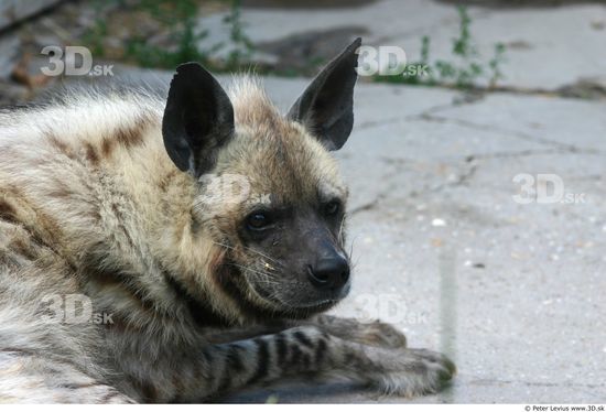 Head Hyena