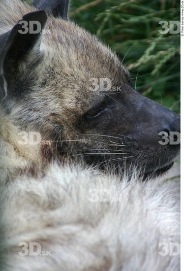 Eye Hyena