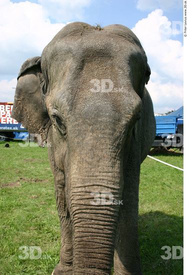 Elephant