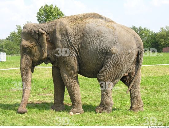 Whole Body Elephant