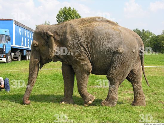 Whole Body Elephant