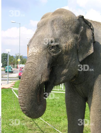 Head Elephant