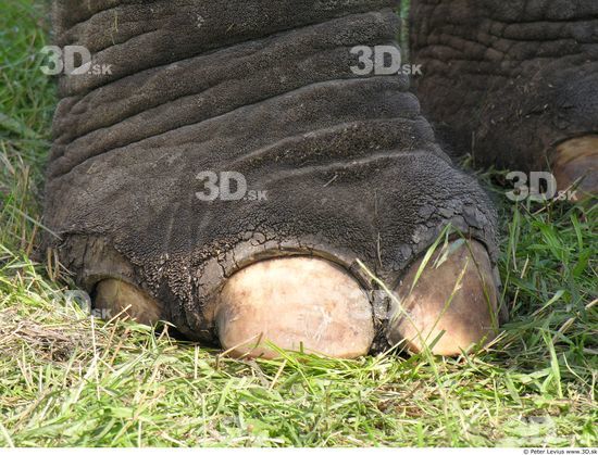 Foot Elephant