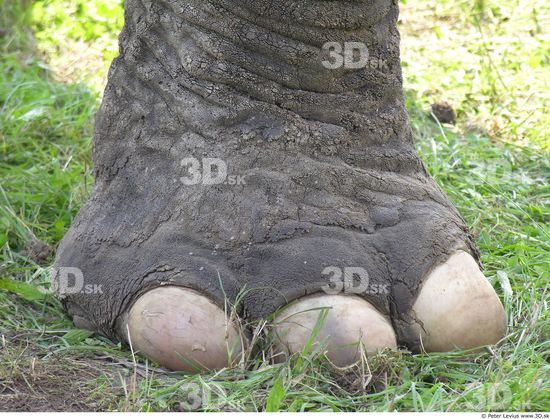 Foot Elephant