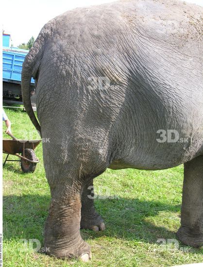 Leg Elephant