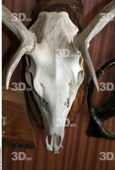 Skull