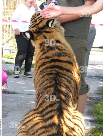 Upper Body Tiger