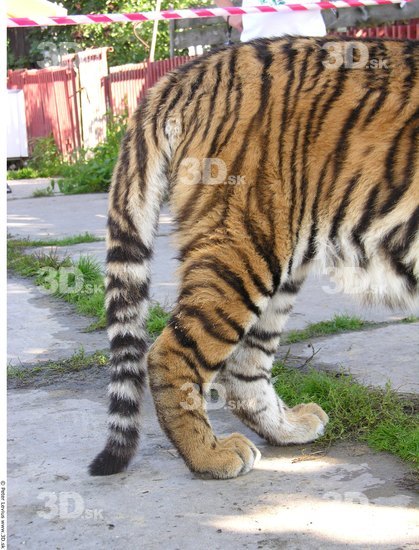 Leg Tiger