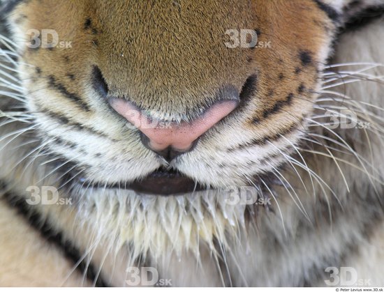 Nose Tiger