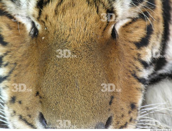 Nose Tiger