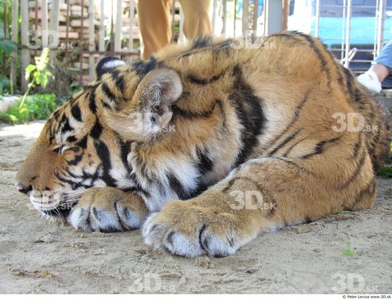 Upper Body Tiger