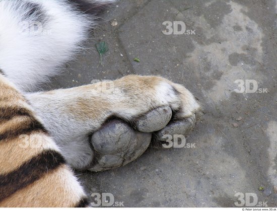 Foot Tiger